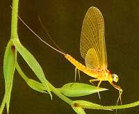natural yellow drake mayfly spinner