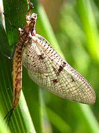 You can use a Quill Gordon dry fly to imitate this mayfly