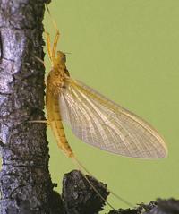 Light Cahill Dry Fly pattern for trout fishing can imitate many upwing pale mayflies