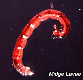 Use an Orange Ribbed Epoxy Buzzer Midge Nymph fly pattern to imitate bloodworm midge lavae