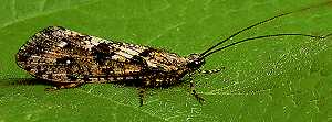 The natural light brown and gray mottled Caddis