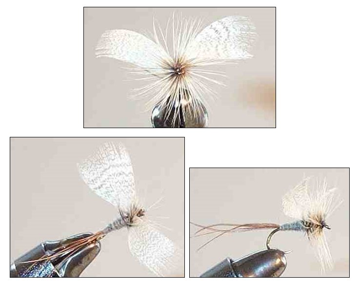 Blue Dun fanwing Mayfly Spinner fly pattern