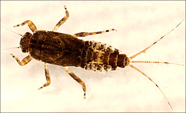 Pale Morning Dun Nymph PMD - Trout food