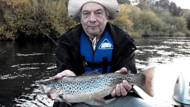 This salmon was caught on a red and orange alaskabou fly pattern on the Futaleufú river in Argentina