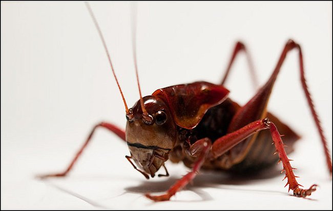 Red Hopper Dry Fly for Brown and Rainbow trout fishing