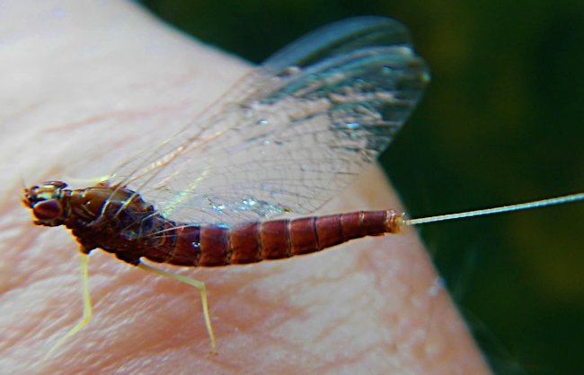Red Quill Dry Fly pattern will imitate this mayfly and can be used for trout fishing