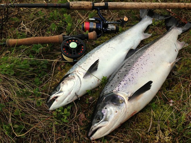 salmon was caught on a Teal Blue and Silver double hook fly