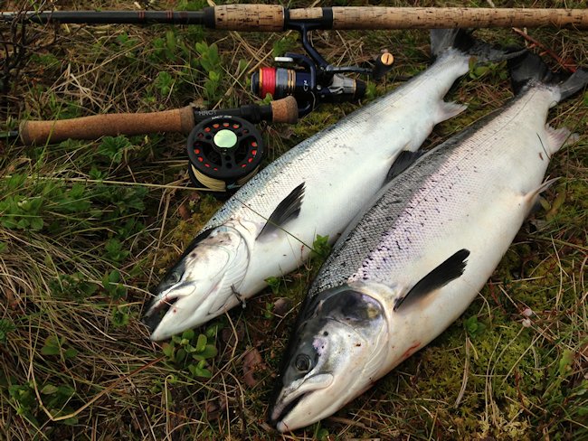 salmon was caught on a Silver Wilkinson double hook fly