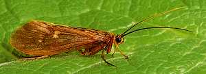 Cinnamon caddis fly