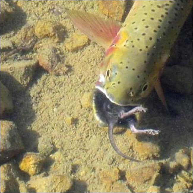 A Trout eating a rat. this is why you should use a mouserat bassbug fly pattern