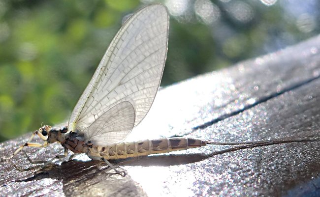 White Miller Dry Fly pattern will imitate this mayfly. Use it for Brown and Rainbow trout fishing