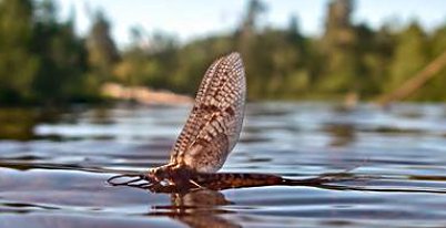 This is the type of hatching mayfly dun the Wickhams Fancy is great at imitating
