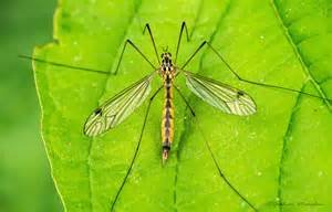 the natural Yellow bodied daddy longlegs crane fly
