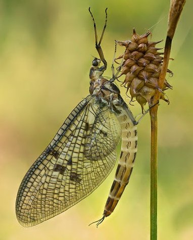 Yellow French Partridge Mayfly Spinner will imitate this mayfly