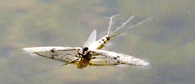 Yellow French Partridge Mayfly Spinner will imitate this mayfly