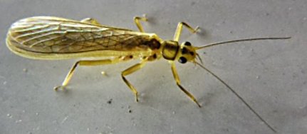 Yellow Stonefly Adult. Its wings are white when open 